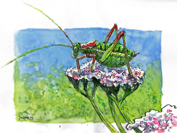 Fat grasshopper // 30 x 20 cm // watercolor and pen // 2022 // 1893 views