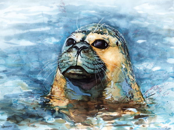 Staring seal // 30 x 20 cm // watercolor // 2022 // 1836 views