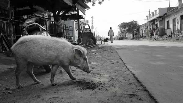 Swine #2 // - // photo // 2019 // 4471 views