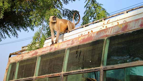 Monkey on bus // - // photo // 2019 // 4225 views