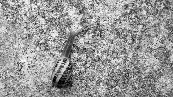 Breton wall #1 - Sneaky snail // 16:9 // photo // 2018 // 7159 views