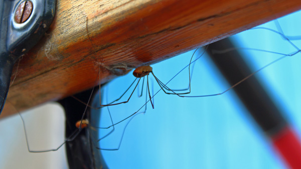 Breton wall #8 - Stilty spiders // 3:2 // photo // 2018 // 7410 views