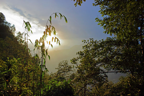 Canopy sunset // 3:2 // photo // 2023 // 359 views