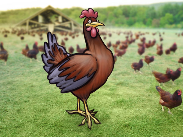 Chicken // 4:3 // d // 2016 // 9499 views
