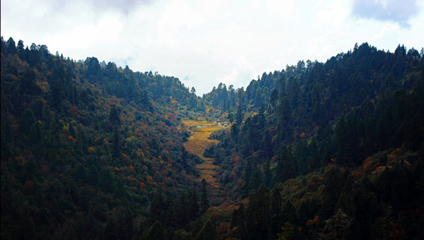 Cloud forest shrine // 16:9 // photo // 2023 // 3566 views