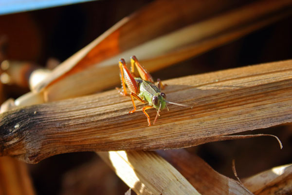 Corny grasshopper // 3:2 // photo // 2023 // 1646 views