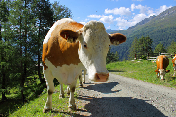 Curious cow #1 // 3:2 // photo // 2018 // 7094 views