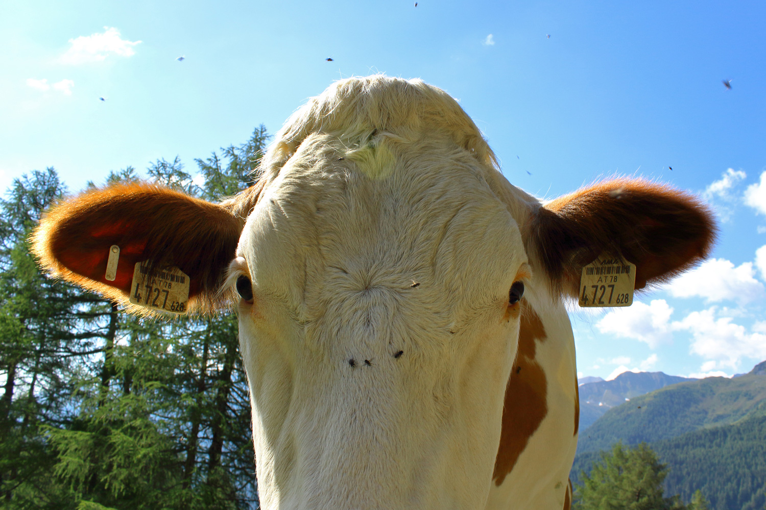 Curious cow #2 // 3:2 // photo // 2018 // 7459 views