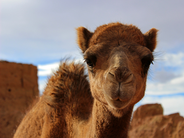 Dromedary // 3:2 // photo // 2016 // 9475 views