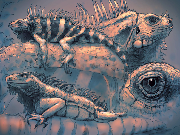 Iguana sketch // 4:3 // pencil and ink on paper // 2020 // 5856 views