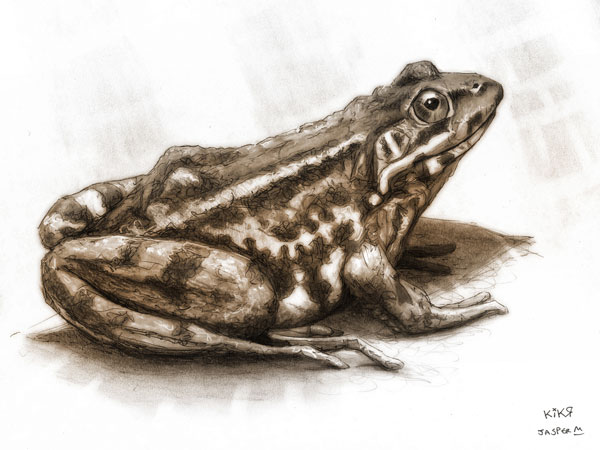Frogster // 4:3 // Pencil and pen on paper // 2023 // 2401 views