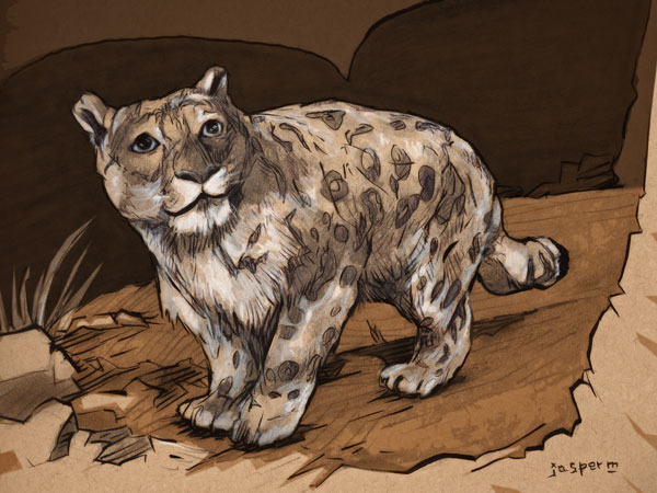 Mesmerised snow leopard // 30 x 20 cm // graphite and ink on toned paper // 2024 // 1032 views