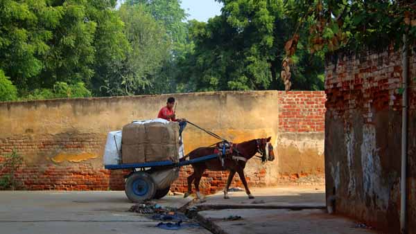 Horse cart courier // - // photo // 2019 // 5718 views