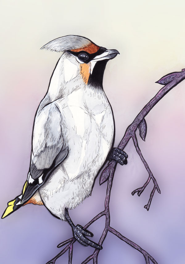 Bohemian waxwing // 20 x 30 cm // ink and watercolor on paper // 2019 // 7242 views