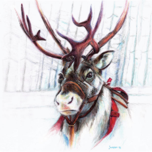 Reindeer has seen enough snow // 20 x 20 cm // colored pencil on paper // 2024 // 1011 views