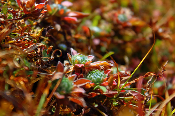 Sedum sanctuary // 3:2 // photo // 2023 // 9574 views