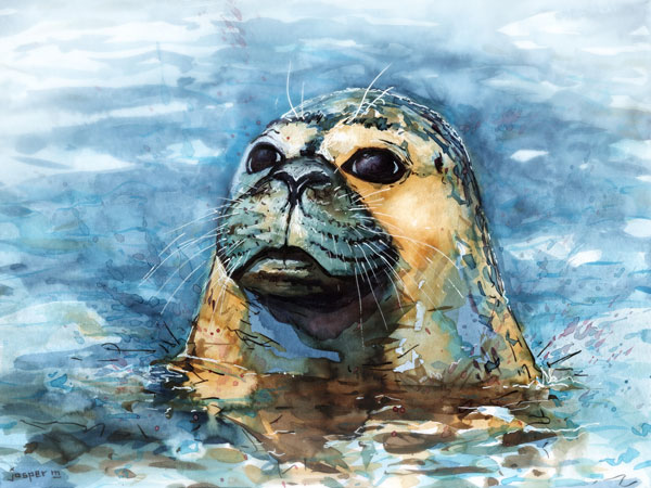 Staring seal // 30 x 20 cm // watercolor // 2022 // 1905 views