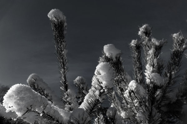 Winter wonder #2 // 3:2 // photo // 2024 // 1032 views