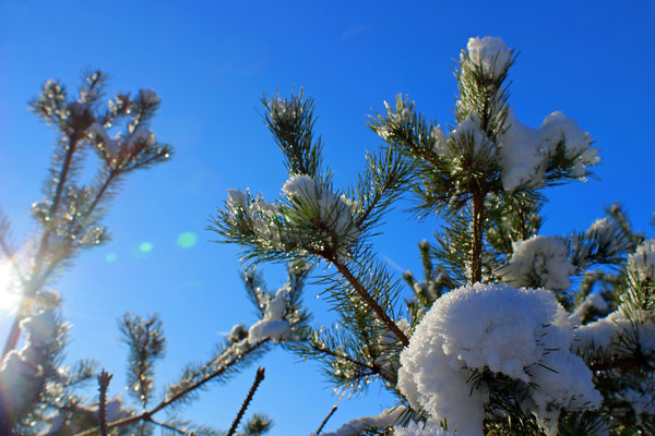 Winter wonder #3 // 3:2 // photo // 2024 // 1105 views