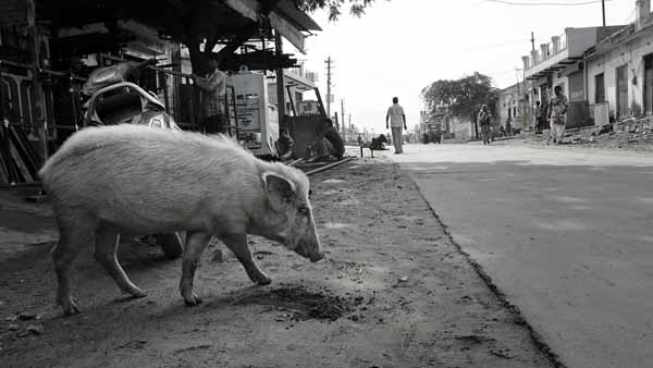 Swine #2 // - // photo // 2019 // 5819 views